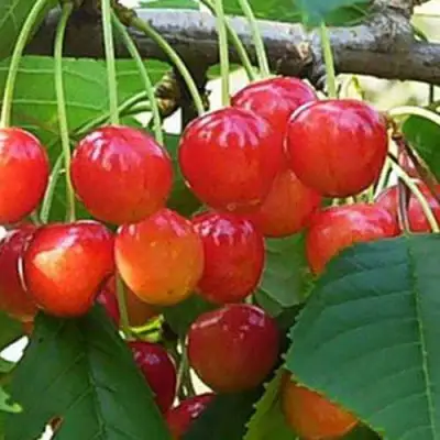 Черешня ДОНЧАНКА в Лиде