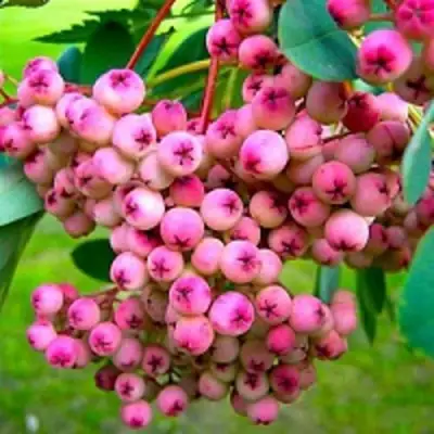 Рябина ПИНК сладкоплодная в Лиде