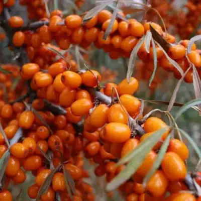 Облепиха ВОРОБЬЕВСКАЯ в Лиде