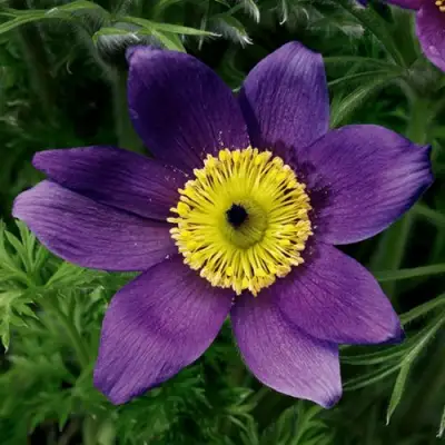 Прострел ПИНВИЛ БЛЮ ШЕЙДЕС в Лиде