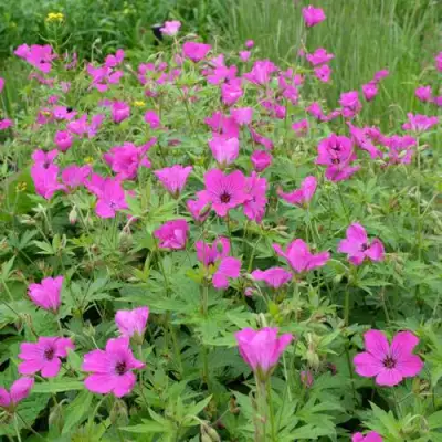 Герань РЕД АДМИРАЛ гибридная в Лиде