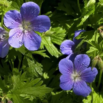 Герань БРУКСАЙД гибридная в Лиде