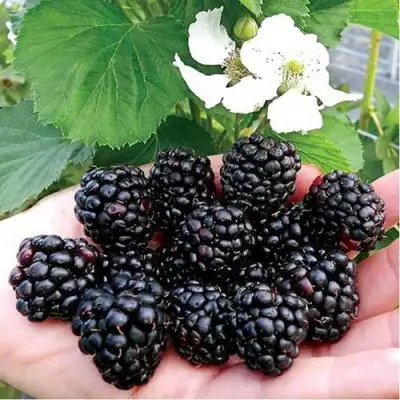 Ежевика РУБЕН ремонтантная  в Лиде