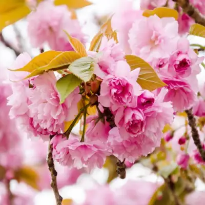 Сакура КАНЗАН в Лиде