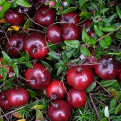 Клюква БЕН ЛИР в Лиде