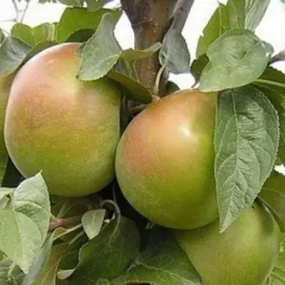 Яблоня БЕЛАНА в Лиде