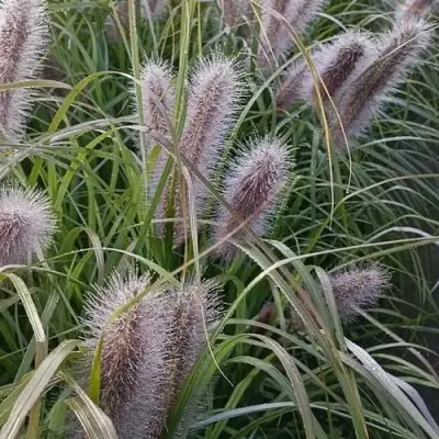 Пеннисетум БЛЭК БЬЮТИ в Лиде