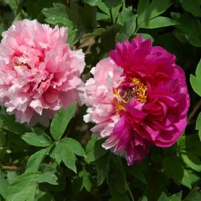 Пион ДВЕ СЕСТРЫ древовидный в Лиде