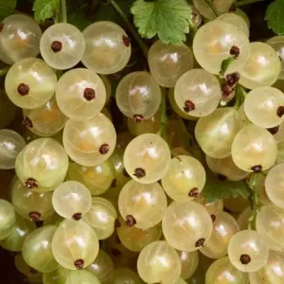 Смородина белая СМОЛЬЯНИНОВСКАЯ в Лиде