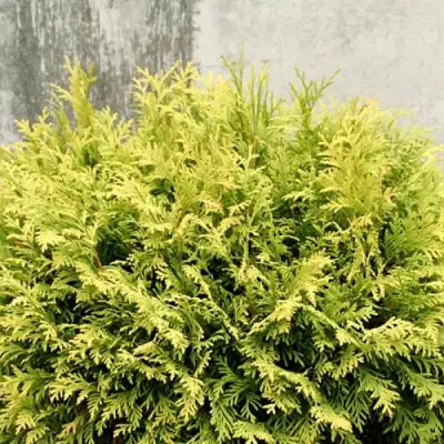 Туя ГОЛДЕН ГЛОБ западная в Лиде