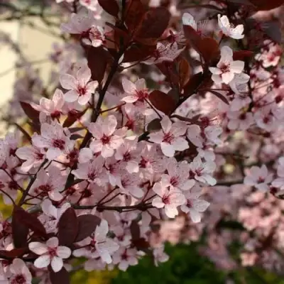 Слива НИГРА растопыреная в Лиде