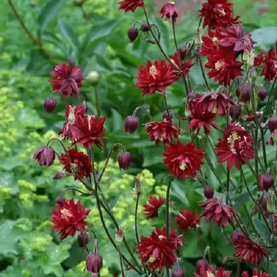 Аквилегия РУБИ ПОРТ обыкновенная в Лиде