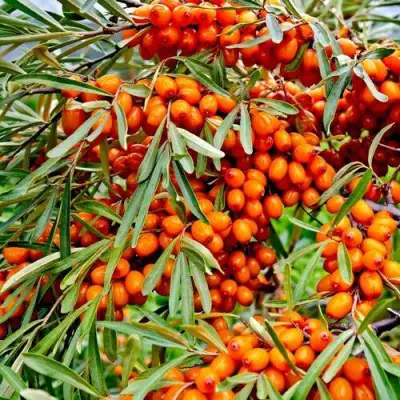 Облепиха ДЖЕМОВАЯ в Лиде