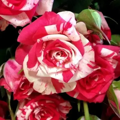 Роза ФАЙЕР ВОРКС миниатюрная в Лиде