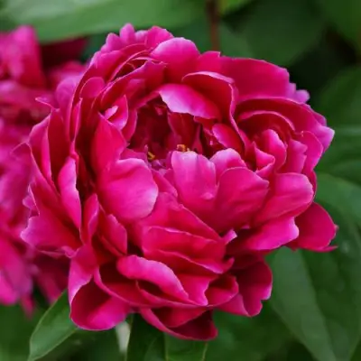 Пион ЛУИ ВАН-ГУТТ травянистый в Лиде