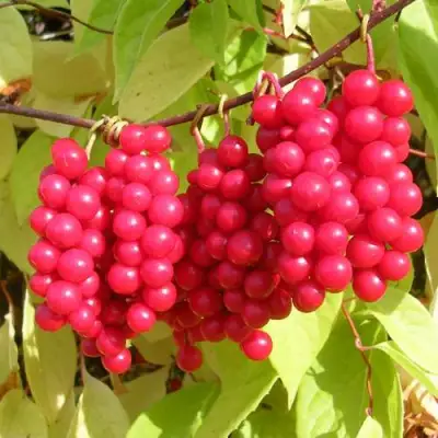 Лимонник ПЕРВЕНЕЦ китайский в Лиде