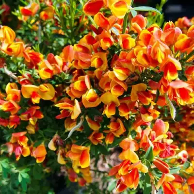 Ракитник АНДРЕАНУС в Лиде