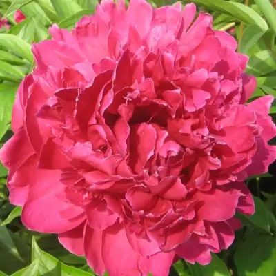 Пион ПУРПУРНЫЙ ФЕНИКС травянистый в Лиде