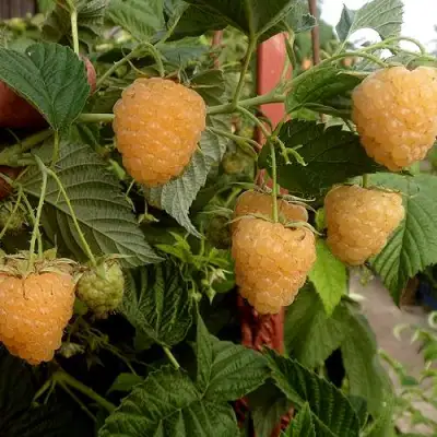 Малина ЗЮГАНА ЗОЛОТАЯ в Лиде