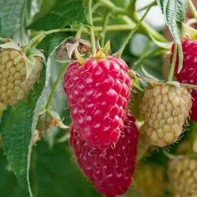 Малина МАРАСТАР в Лиде