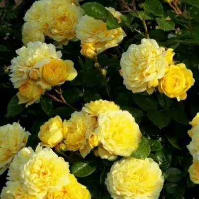 Роза АНИ ДЮПРЕЙ флорибунда в Лиде