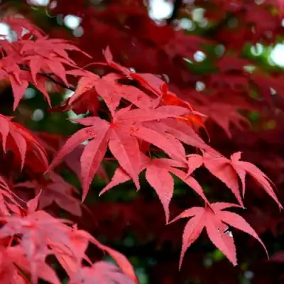 Клен гиннала  в Лиде