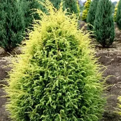 Можжевельник ГОЛД КОН обыкновенный в Лиде