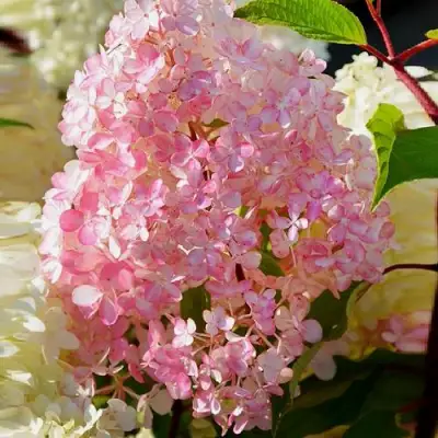 Гортензия ДИАМАНТИНО метельчатая в Лиде