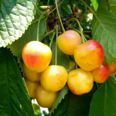 Черешня ЯНТАРНАЯ в Лиде