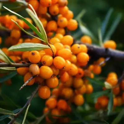 Облепиха МОСКОВСКАЯ ПРОЗРАЧНАЯ в Лиде