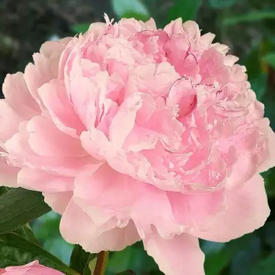 Пион САРА БЕРНАРД травянистый в Лиде