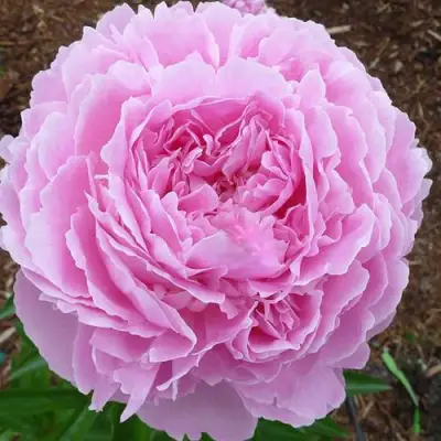 Пион ДЖАКОРМА травянистый в Лиде