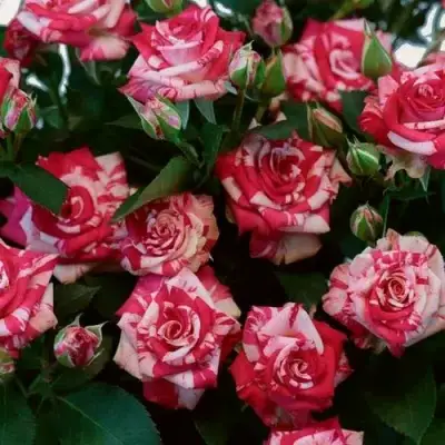 Роза ФАЙЕР ВОРКС миниатюрная в Лиде