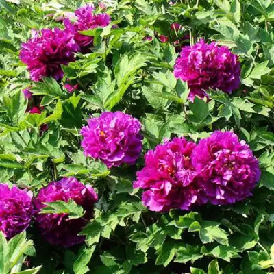 Пион ОРНАМЕНТ древовидный в Лиде