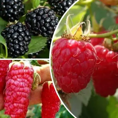 Комплект ЯГОДНЫЙ МИКС в Лиде