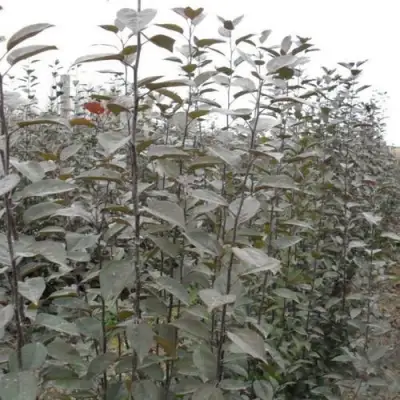 Подвой яблони 54-118 в Лиде