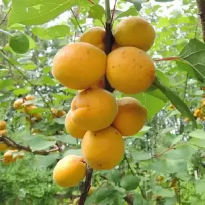 Абрикос ДЕСЕРТНЫЙ ГОЛУБЕВА в Лиде