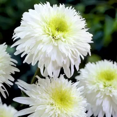 Нивяник ФИОНА ГОГХИЛЛ великолепный в Лиде