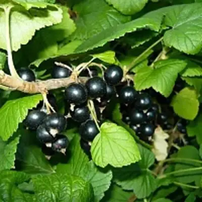 Смородина чёрная ВЕЛОЙ (ЛЕНИНГРАДСКАЯ СЛАДКАЯ) в Лиде