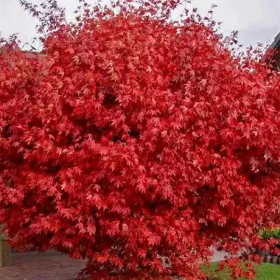 Клен гиннала  в Лиде