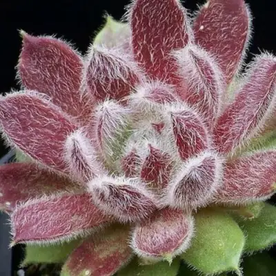 Молодило ТАРАНТУЛА в Лиде