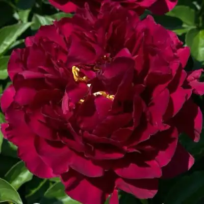 Пион ОЛД ФЕЙТФУЛ травянистый в Лиде