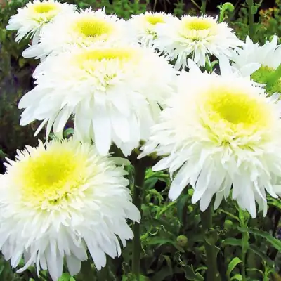 Нивяник ФИОНА ГОГХИЛЛ великолепный в Лиде