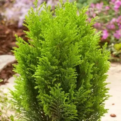 Кипарисовик ЭЛВУДИ ГОЛД лавсона в Лиде