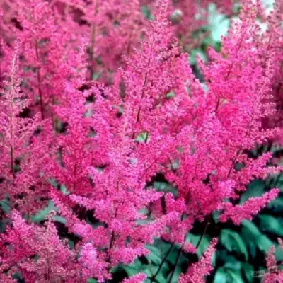 Астильба ЭЛИЗАБЕТ ВАН ВИН японская в Лиде