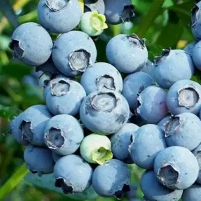 Голубика ПУРУ в Лиде