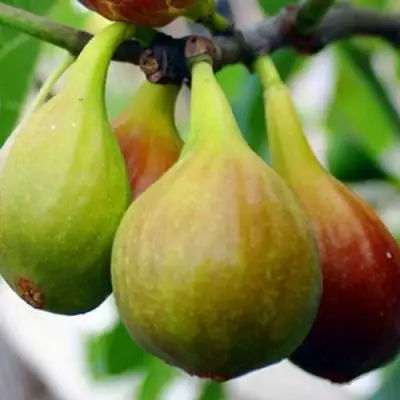 Инжир ДАЛМАТСКИЙ в Лиде