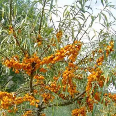 Облепиха ДАР МГУ в Лиде