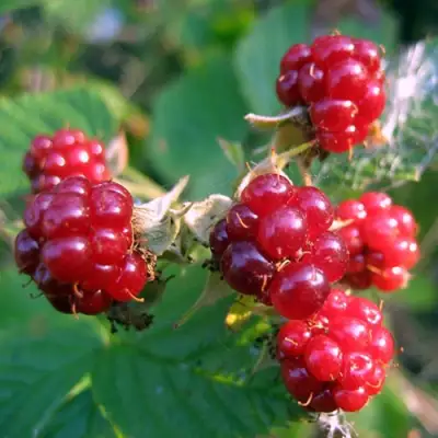 Княженика АСТРА в Лиде