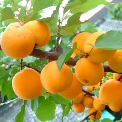 Абрикос ОРИГИНАЛ в Лиде